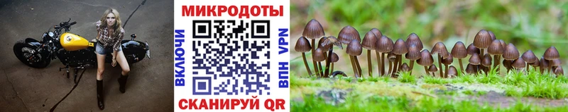 Галлюциногенные грибы Psilocybe  Котельниково 